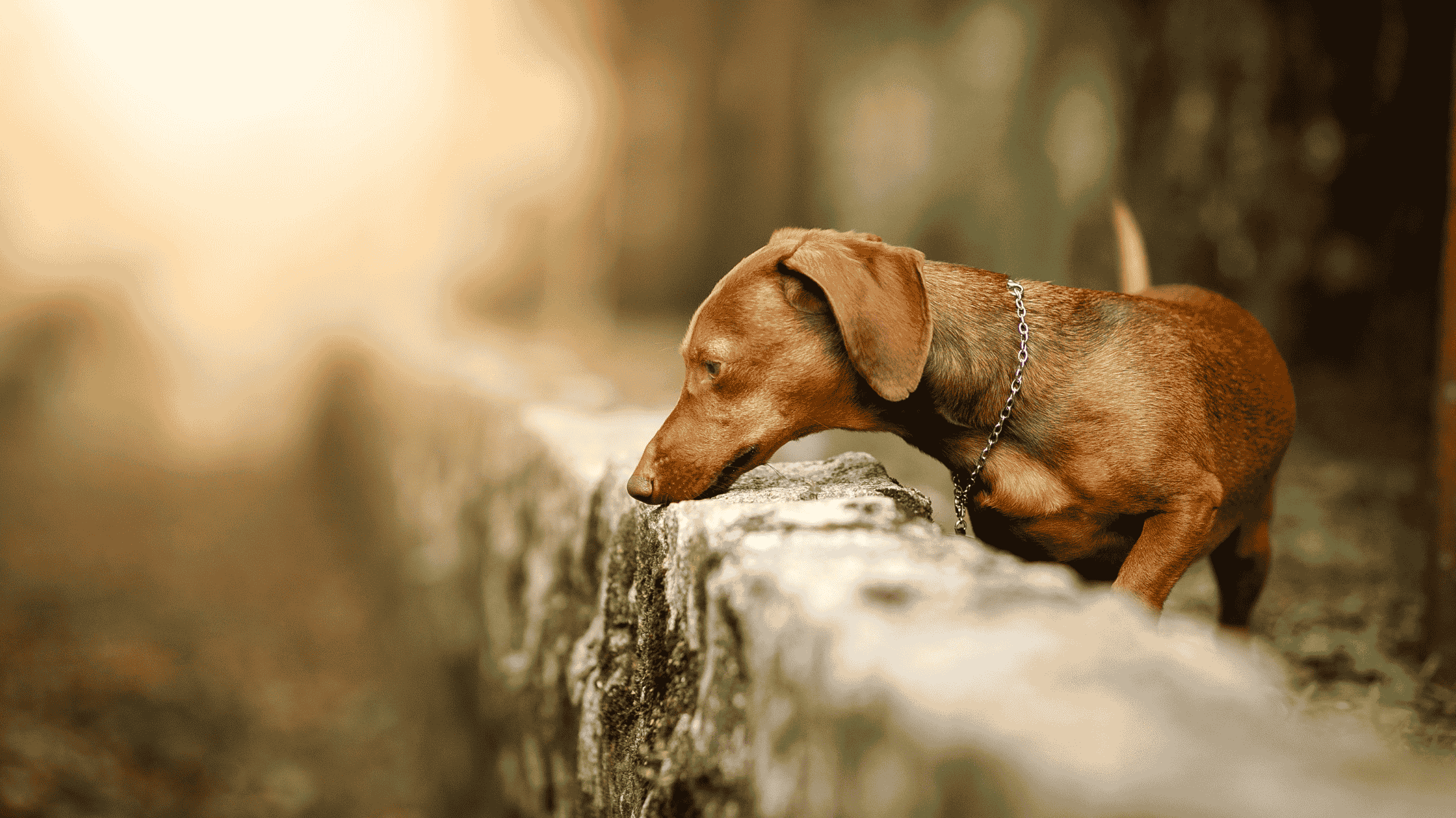 sniffing is a great scent game for dogs.