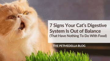 7 Signs Your Cat’s Digestive System Is Out of Balance (That Have Nothing To Do With Food)