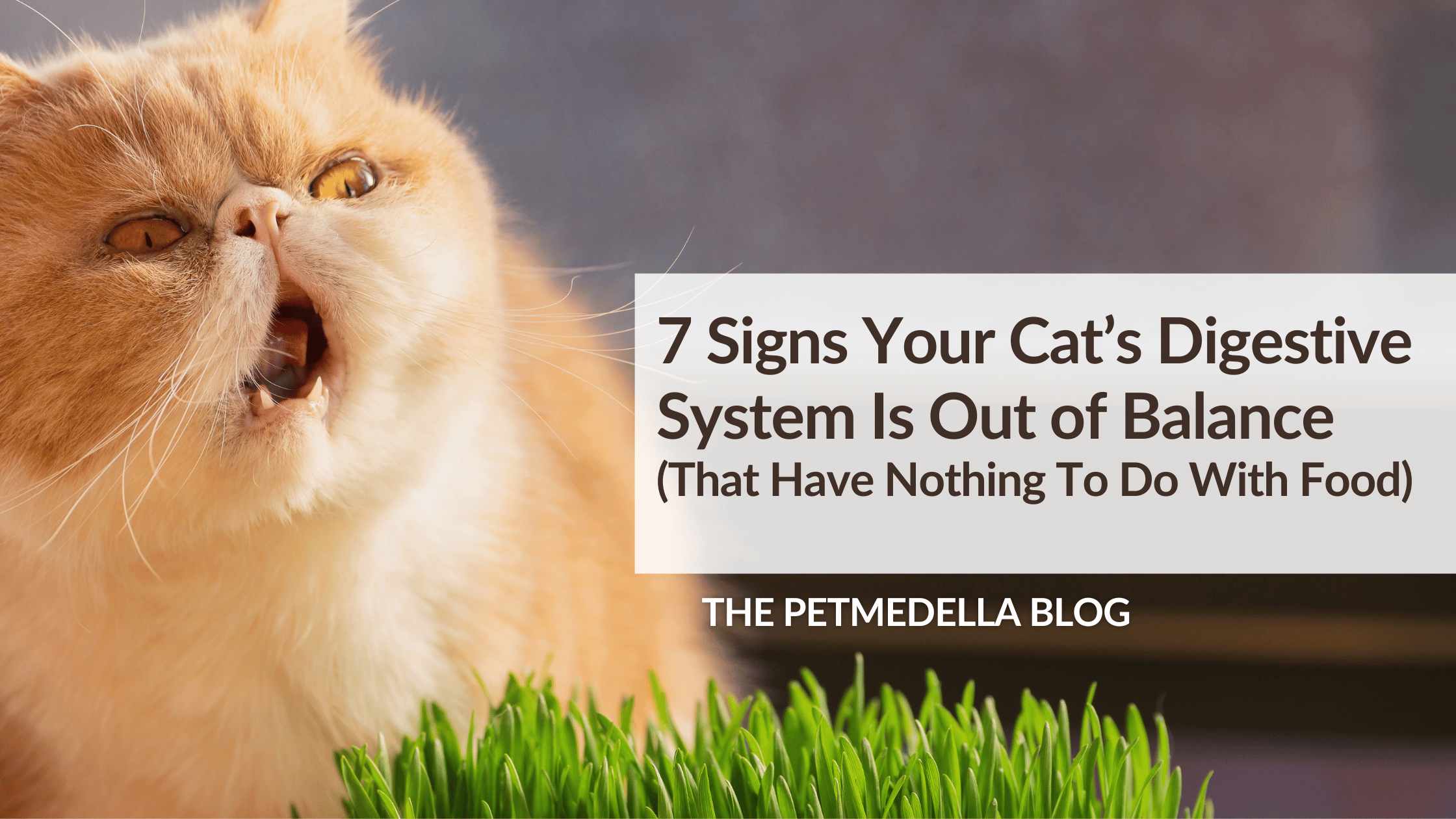 7 Signs Your Cat’s Digestive System Is Out of Balance (That Have Nothing To Do With Food)