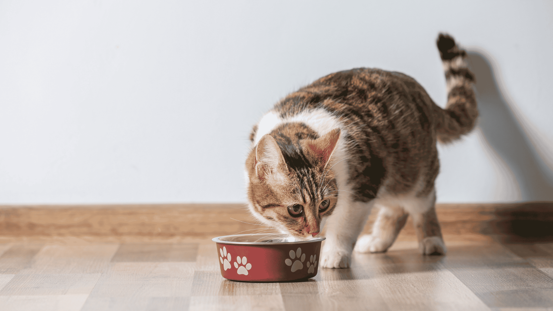 cat eating