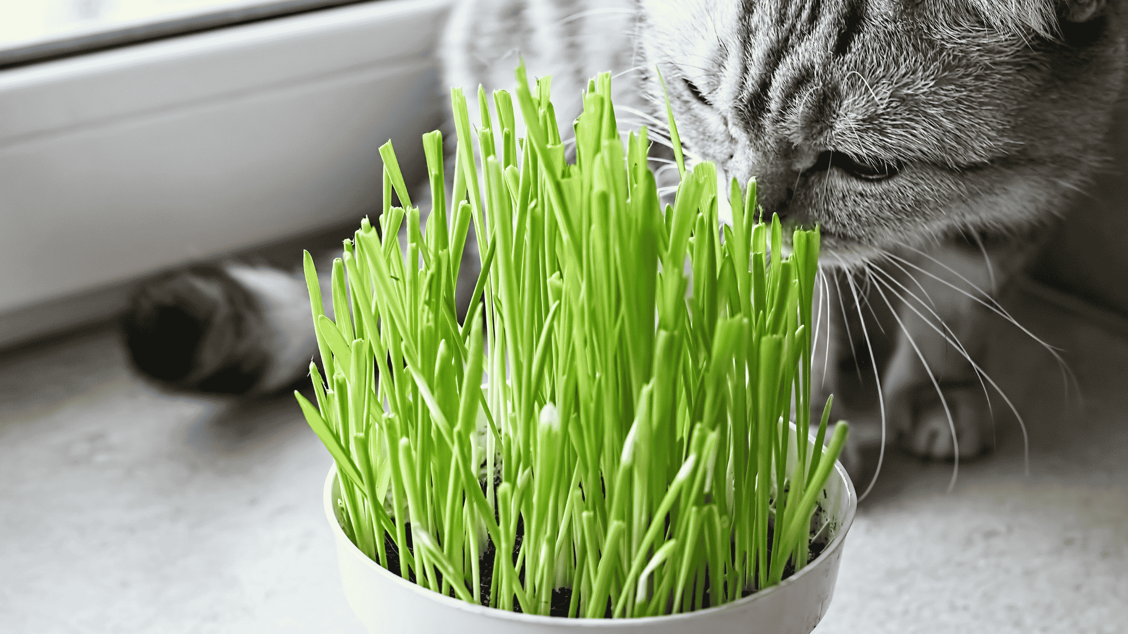 cat eating cat grass